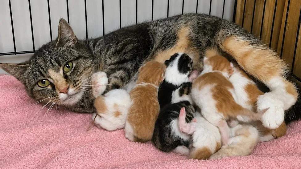 Seekor anak kucing langka dengan kelainan diprosopus yang memiliki dua hidung dan dua mulut sedang dalam perawatan intensif relawan.