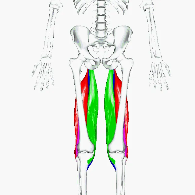 Ilustrasi anatomi otot hamstring pada bagian paha belakang manusia