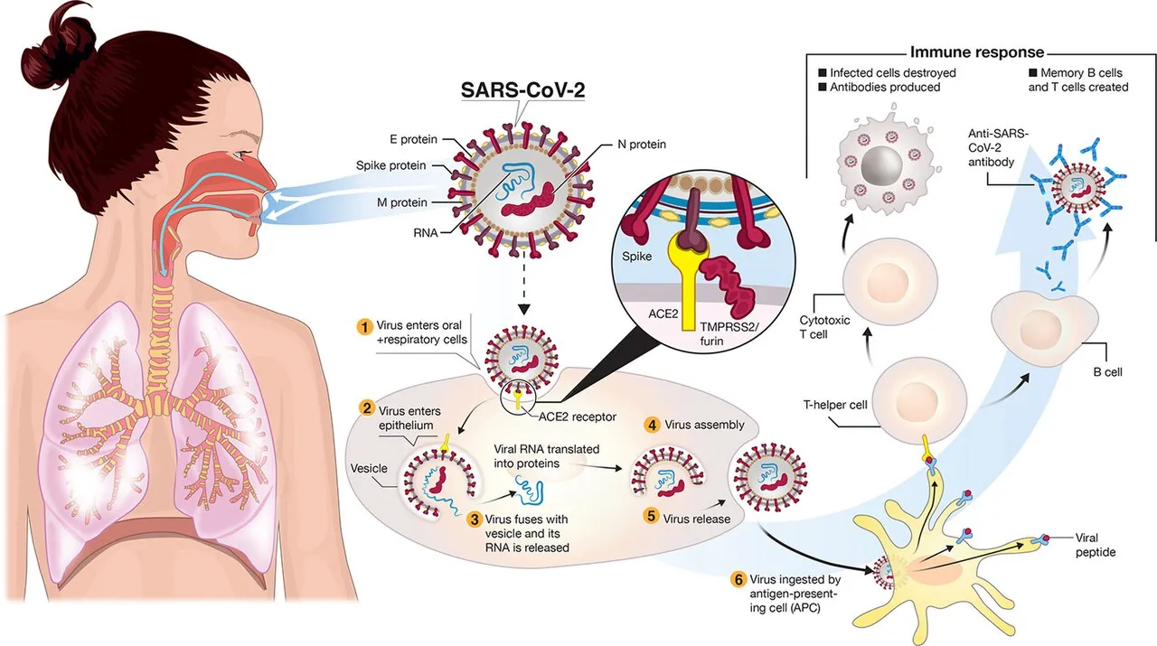 Ilustrasi mikroskopis virus SARS-CoV-2 penyebab COVID-19